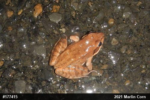Wood Frog