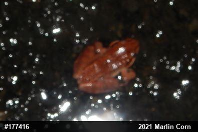 Wood Frog