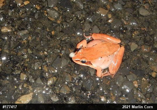 Wood Frog