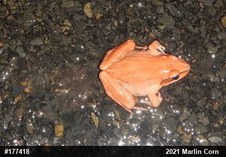 Wood Frog