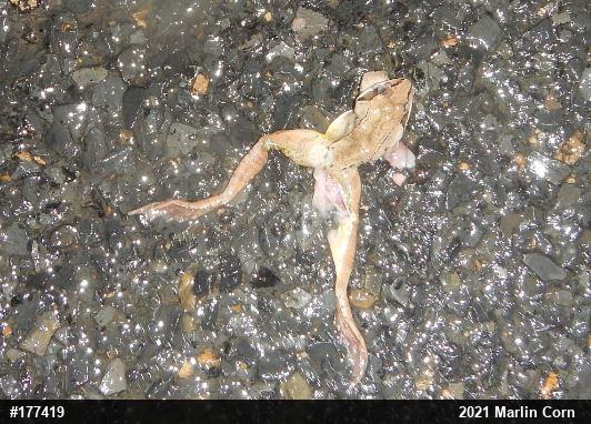 Wood Frog