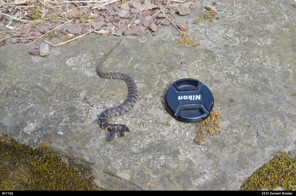Northern Watersnake