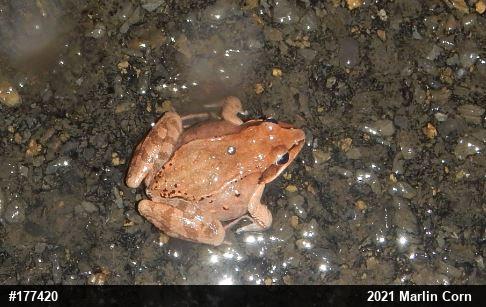 Wood Frog