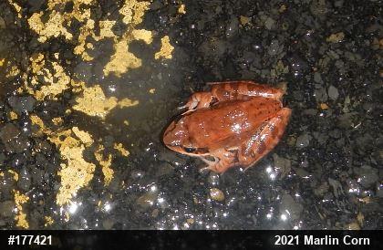Wood Frog