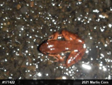 Wood Frog