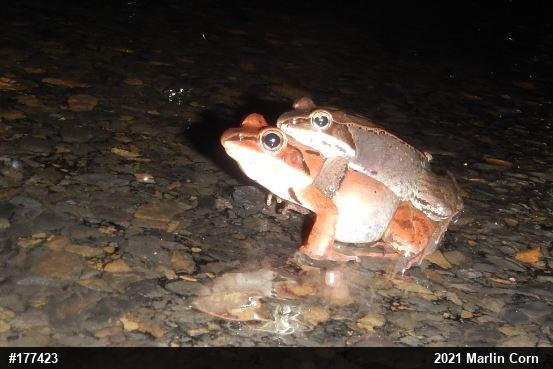 Wood Frog