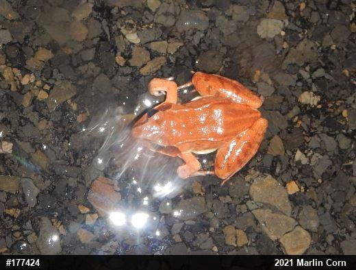 Wood Frog