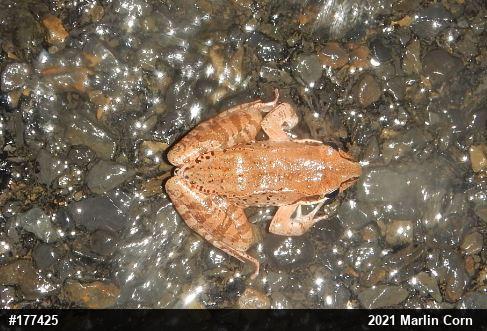 Wood Frog