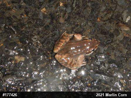 Wood Frog
