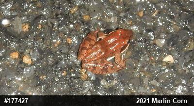 Wood Frog