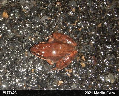 Wood Frog