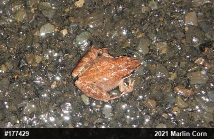Wood Frog