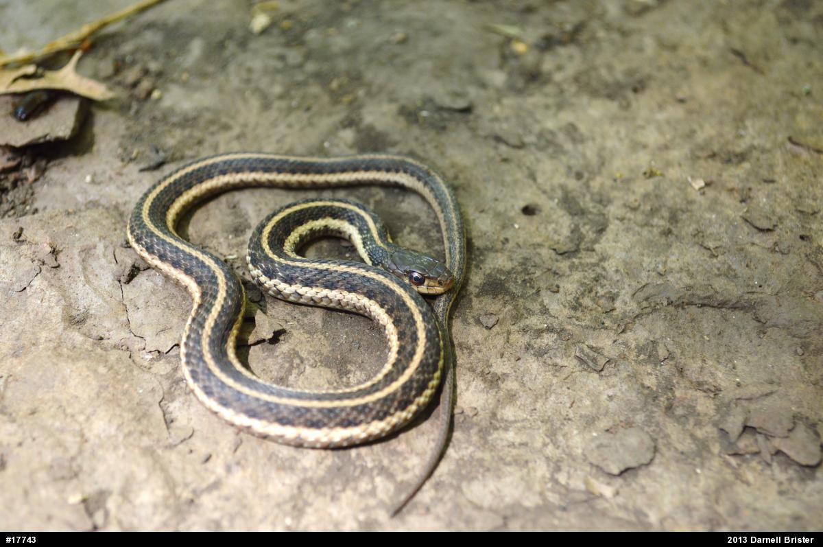 Eastern Gartersnake