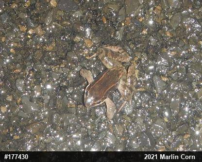 Wood Frog