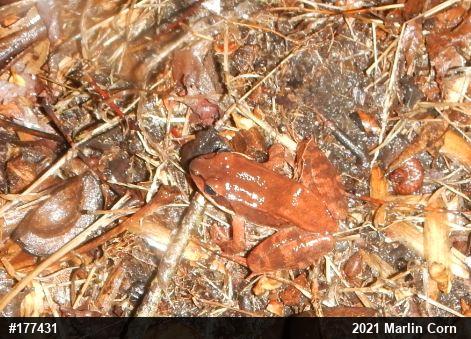 Wood Frog