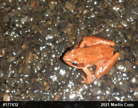 Wood Frog