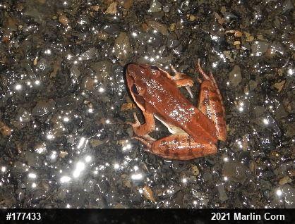 Wood Frog