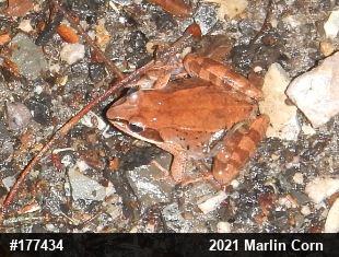 Wood Frog