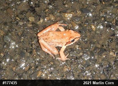 Wood Frog