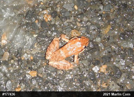 Wood Frog