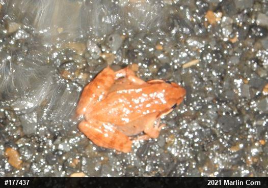 Wood Frog