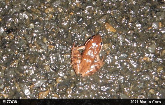 Wood Frog