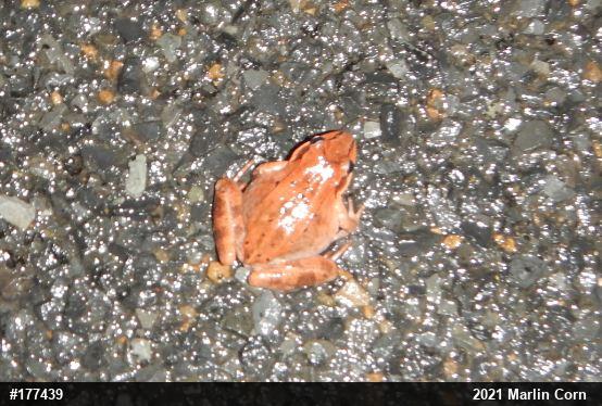 Wood Frog