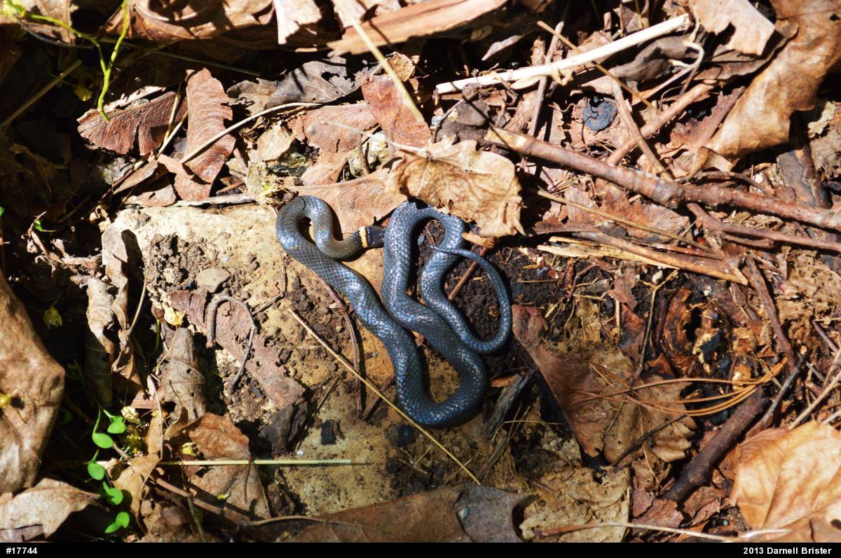Northern Ring-necked Snake