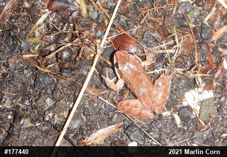 Wood Frog