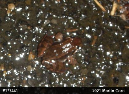 Wood Frog