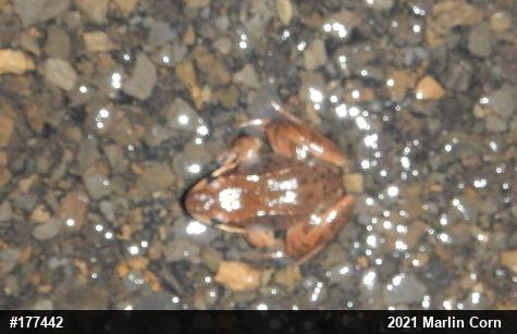 Wood Frog