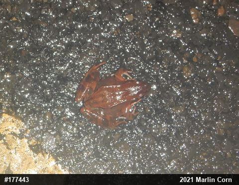 Wood Frog