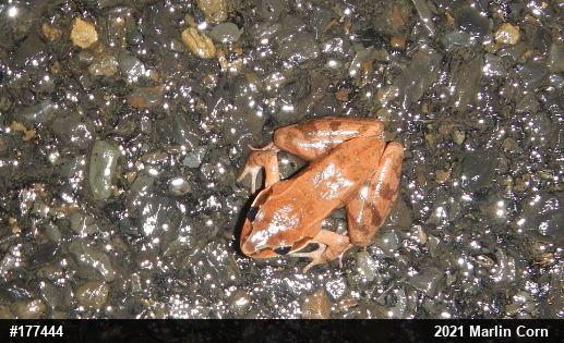Wood Frog