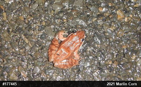 Wood Frog
