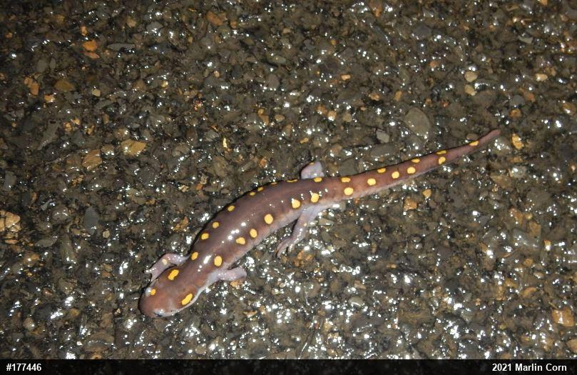 Spotted Salamander