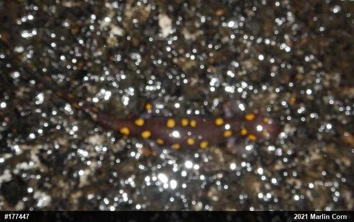 Spotted Salamander
