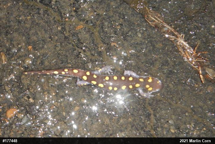 Spotted Salamander