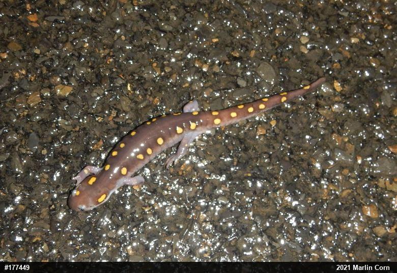 Spotted Salamander