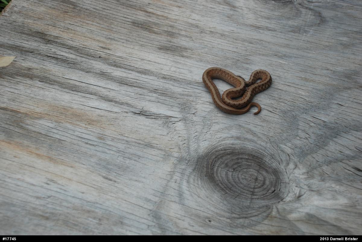 Dekay's Brownsnake