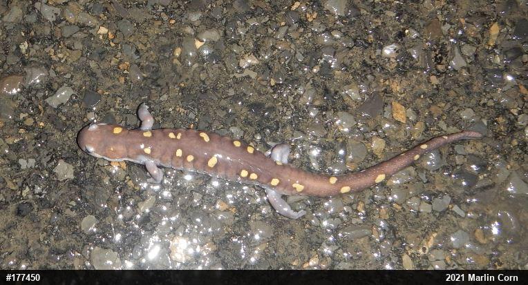 Spotted Salamander