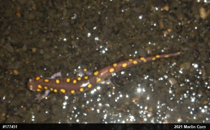 Spotted Salamander