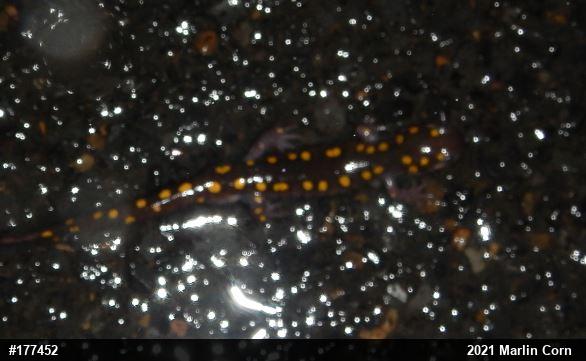 Spotted Salamander