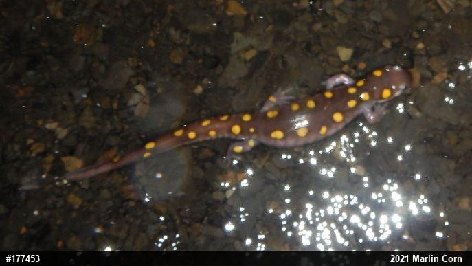Spotted Salamander