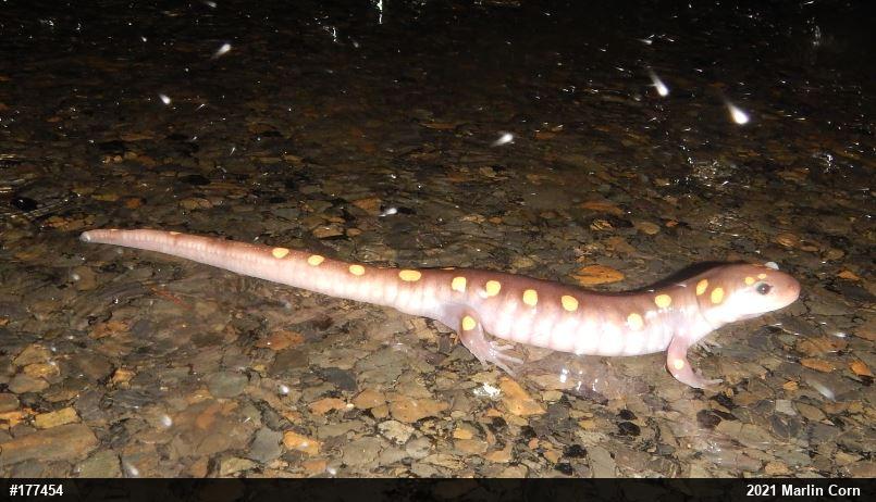 Spotted Salamander