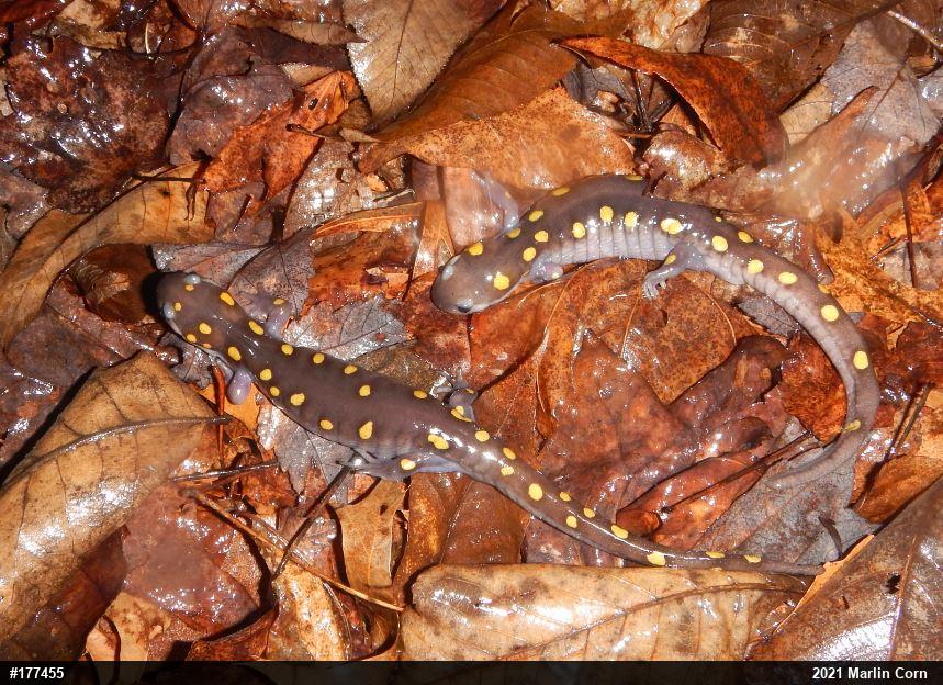 Spotted Salamander