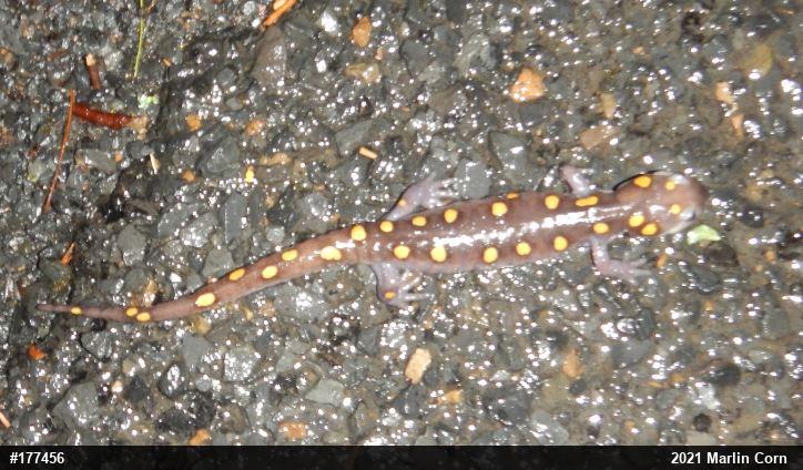 Spotted Salamander
