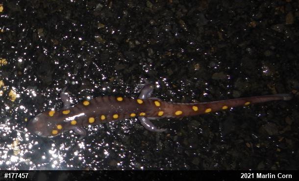 Spotted Salamander
