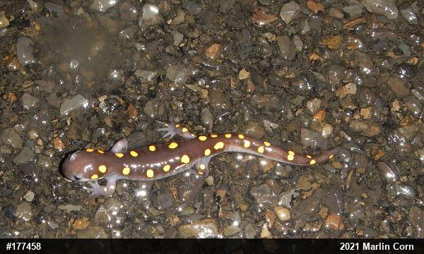 Spotted Salamander