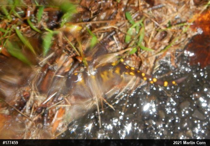 Spotted Salamander
