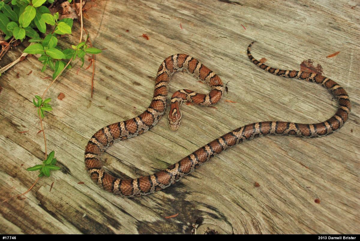 Eastern Milksnake